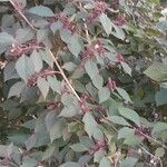 Callicarpa bodinieri Hábitos