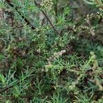 Artemisia scoparia Vekstform