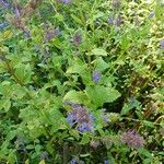 Nepeta grandiflora Hoja