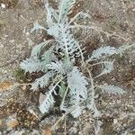 Centaurea cineraria Leaf