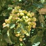 Pistacia vera Fruit