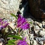 Allium falcifolium Blomma