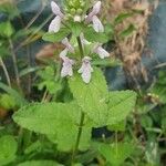 Stachys floridana Blad