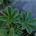 Potentilla nivalis Leaf