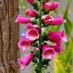 Digitalis thapsi Kora