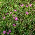 Centaurium pulchellum 整株植物