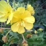 Oenothera biennisFlor