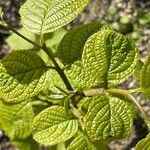 Cornus rugosa Feuille