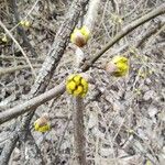 Cornus mas Bark