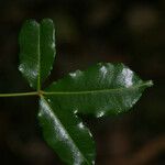 Zanthoxylum asiaticum पत्ता