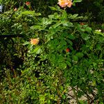 Rosa foetida 整株植物