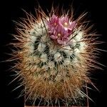 Stenocactus vaupelianus Flower