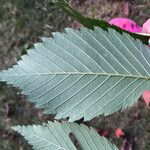 Ulmus rubra Leaf