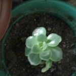 Echeveria australis Leaf