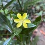 Ixanthus viscosus Flower