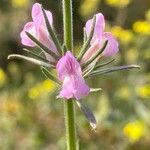 Misopates orontium Квітка