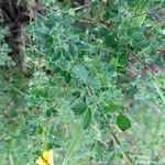 Cytisus supinus Flor