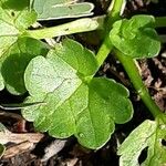 Ranunculus muricatus Feuille