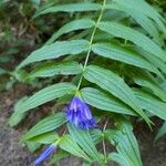 Gentiana asclepiadeaBlüte