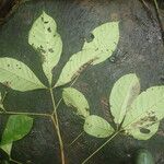 Vitex grandifolia Folio