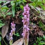 Satyrium nepalense Cvet