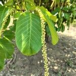 Coccoloba caracasana Fruto