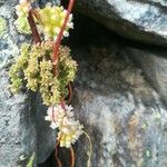Cuscuta planiflora 花