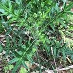 Cirsium vulgare Lapas