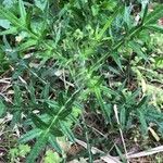 Cirsium vulgareLeaf