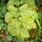 Heracleum sibiricumYaprak