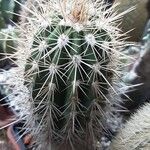 Pachycereus pringlei Yeri