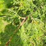 Cupressus lusitanicaFruit