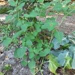 Solanum physalifolium Pokrój