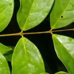 Eugenia basilaris 葉