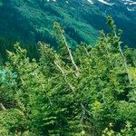 Abies lasiocarpa Libunga