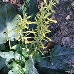 Salvia madrensis