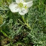 Eulobus californicus Flower