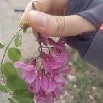 Robinia hispidaFlower