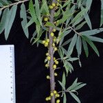 Hippophae salicifolia Tervik taim