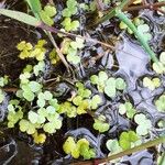 Ranunculus omiophyllus Leaf