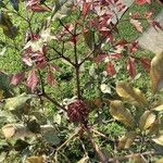 Angelica gigas Foglia