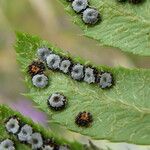 Polystichum lonchitis Плод