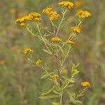 Xanthocephalum gymnospermoides Flower