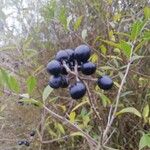 Ligustrum vulgareFruchs