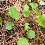 Viola sagittata Листок