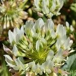 Trifolium nigrescens ᱵᱟᱦᱟ