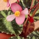 Begonia cleopatrae List