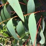 Eucalyptus luehmanniana Hoja