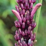 Phlogacanthus curviflorus Flower