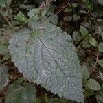 Stachys sylvatica Foglia